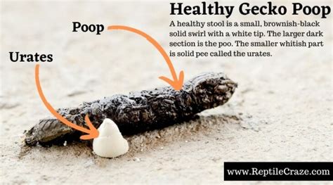 What is reptile poop called?