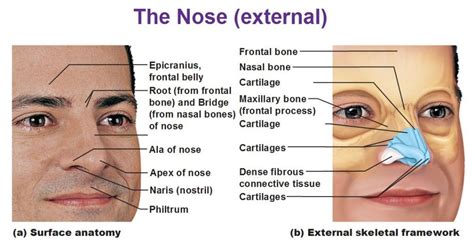 What is right nostril called?