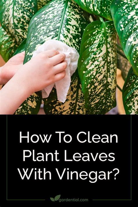 What is safe to clean plant leaves with?