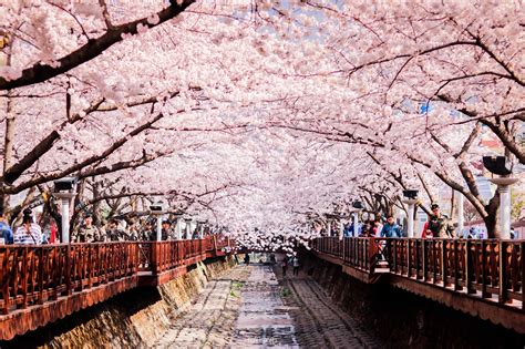 What is sakura in Korean?