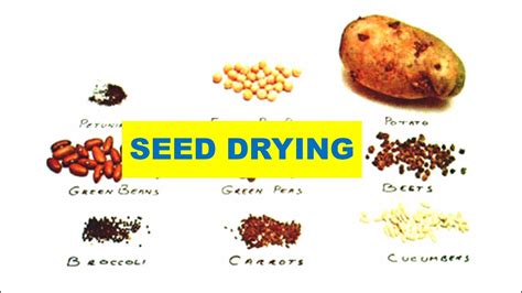 What is seed drying?