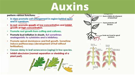 What is seed priming with auxin?