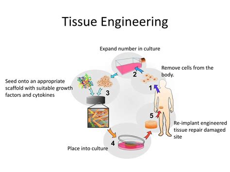 What is seeding in tissue engineering?