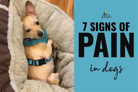 What is silent pain in dogs?