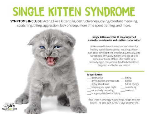What is single kitten syndrome?