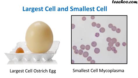 What is smaller than a human cell?