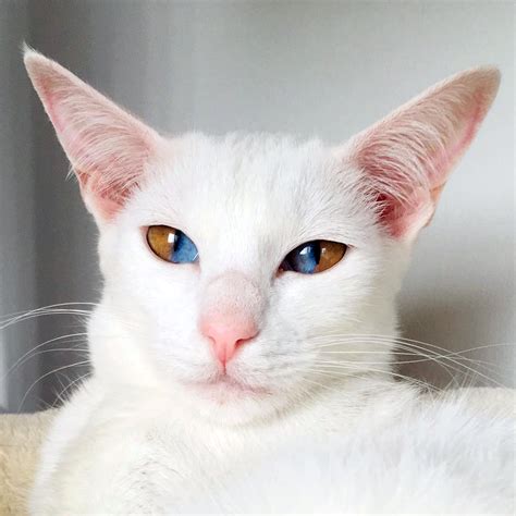 What is special about white cats?