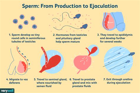 What is sperm diarrhea?