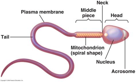 What is sperm made of?