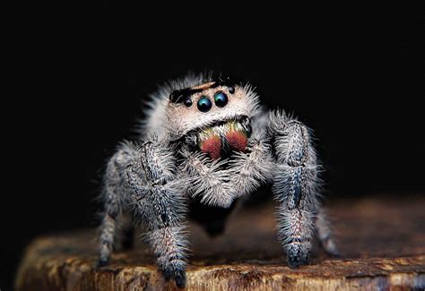 What is spider fur?