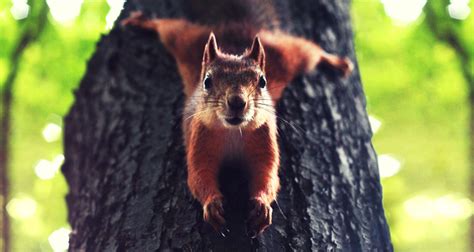What is squirrel phobia?