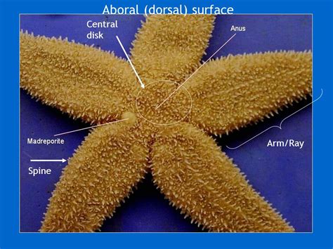 What is starfish placement?