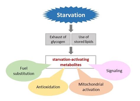 What is starvation in the human body?