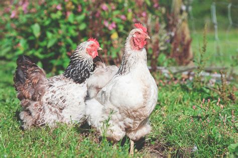 What is stressful for chickens?