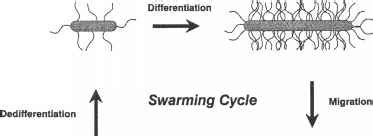 What is swarm movement?