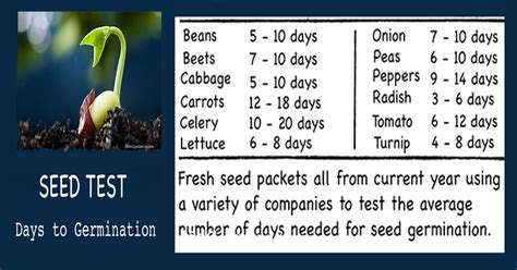 What is test seed data?