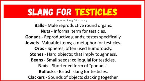 What is testicle in slang?