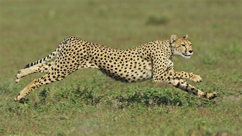What is the 1 fastest land animal?