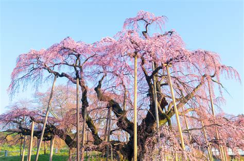 What is the 1000 year old cherry blossom tree in Japan?