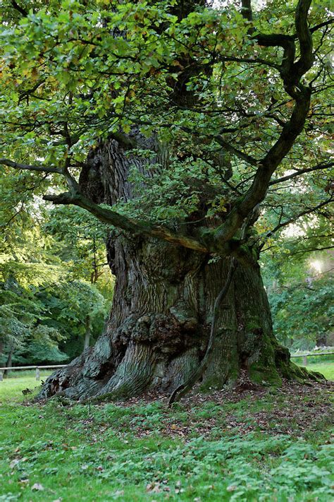 What is the 1000 year old oak tree in Germany?