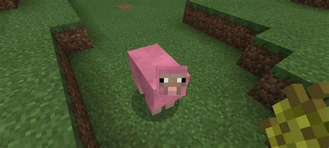 What is the 2 rarest sheep in Minecraft?