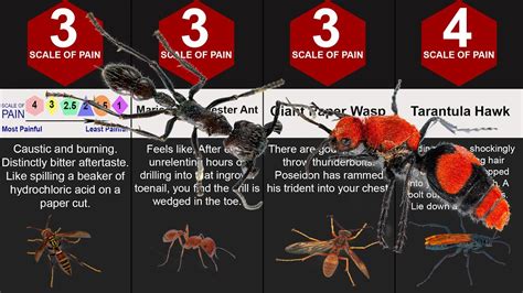 What is the 2nd most painful sting?
