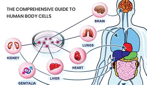 What is the 2nd smallest cell?