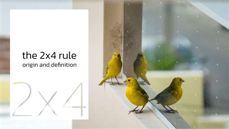 What is the 2x4 rule for birds?