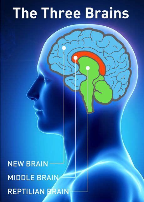 What is the 3 brain theory?