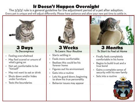 What is the 3 days 3 weeks 3 months rule for cats?