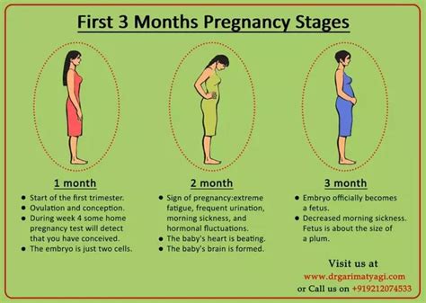 What is the 3 month rule in pregnancy?