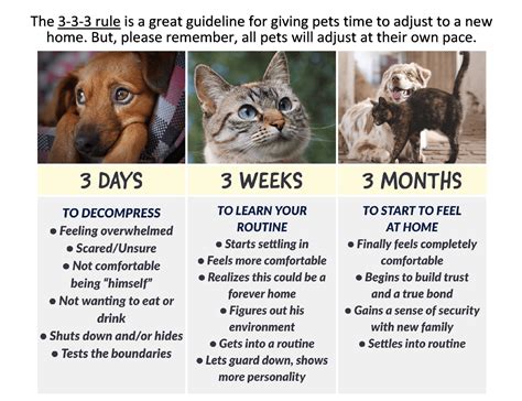 What is the 333 rule for cats?