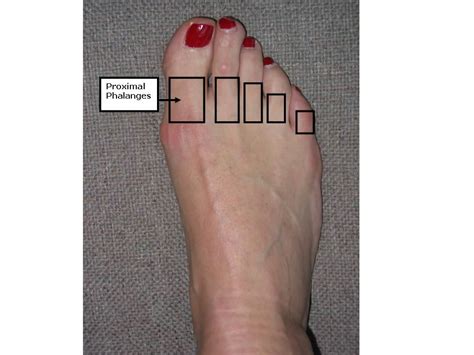 What is the 4th toe called?