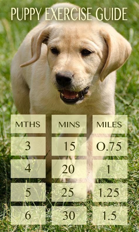 What is the 5 minute rule for Labradors?