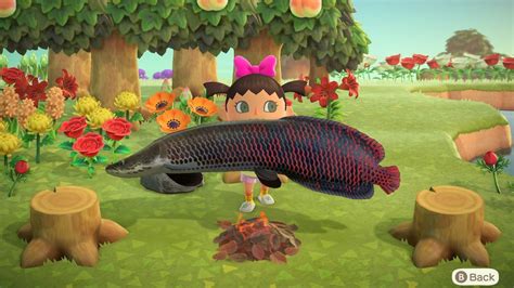 What is the 5 rarest fish in Animal Crossing?