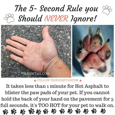 What is the 7 second rule for dogs paws?