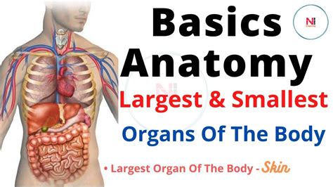 What is the 7th largest organ?