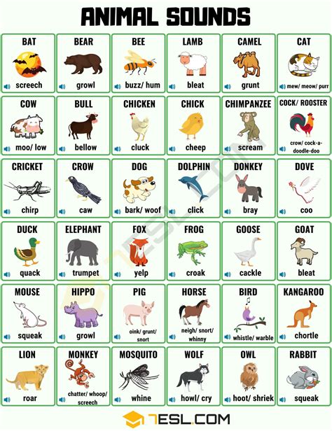 What is the C word animal?