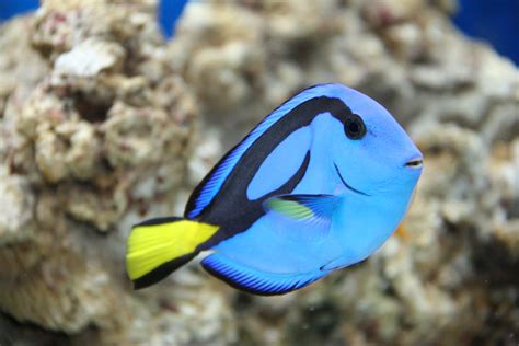 What is the Dory fish in real life?