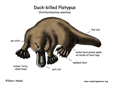 What is the English name for a platypus?
