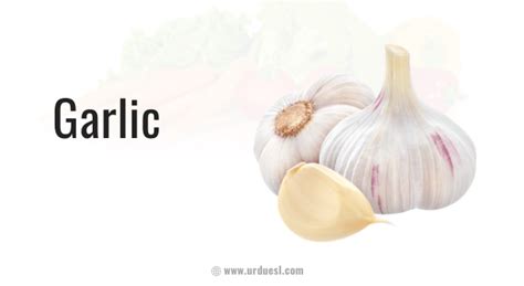What is the English name of garlic?