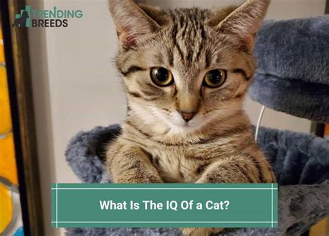 What is the IQ of a cat?
