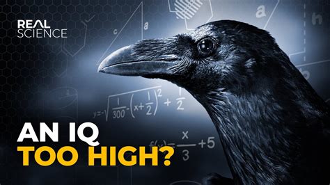 What is the IQ of a crow?