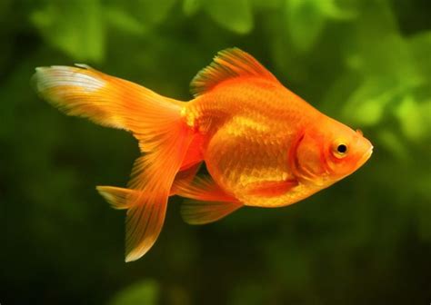 What is the IQ of a goldfish?