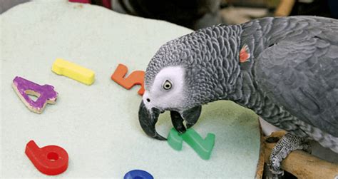 What is the IQ of a parrot?