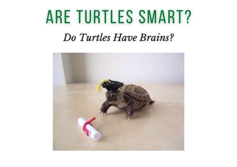 What is the IQ of a turtle?