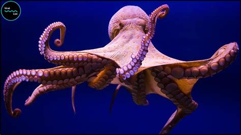 What is the IQ of an octopus?