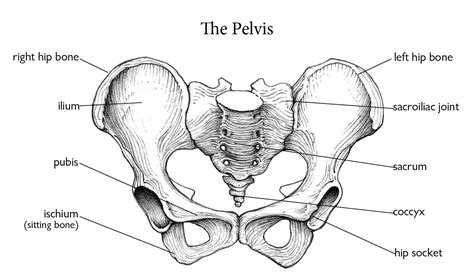 What is the V on your hips called?