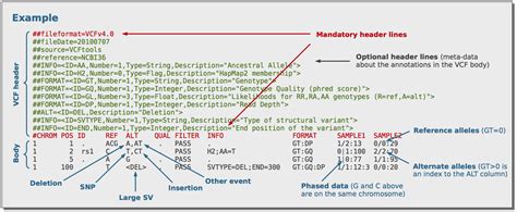 What is the VCF input format?