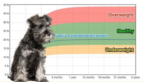 What is the age limit for a Schnauzer?